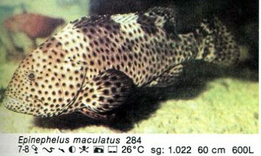 Epinephelus maculatus